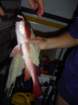 mangrovejack_small.jpg